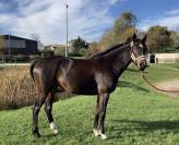 Super jument amateur 