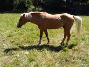 2 &eacute;talons PALOMINO  et ARABE 