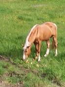 2 &eacute;talons PALOMINO  et ARABE 