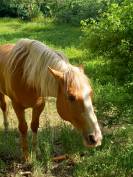 2 &eacute;talons PALOMINO  et ARABE 