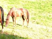 2 &eacute;talons PALOMINO  et ARABE 