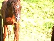 2 &eacute;talons PALOMINO  et ARABE 