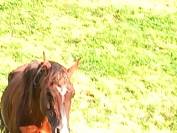 2 &eacute;talons PALOMINO  et ARABE 