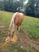 2 &eacute;talons PALOMINO  et ARABE 