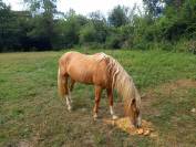 2 &eacute;talons PALOMINO  et ARABE 