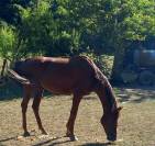 2 &eacute;talons PALOMINO  et ARABE 