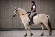 Hongre - Fjord - 4 ans - Loisir / Dressage - France