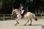 Hongre - Fjord - 4 ans - Loisir / Dressage - France