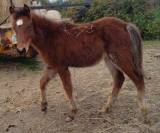 poulain de 1 an en 2026 taille C