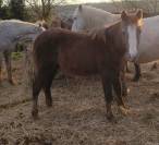 Puledro PFS Pony Francese da Sella In vendita 2025 Grigio ,  PAWNEE