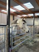 Jument Zangersheide Papillon Z / Quintus