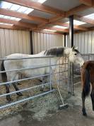 Jument Zangersheide Papillon Z / Quintus