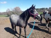 Op&eacute;ra des Escures 