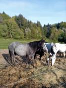 Op&eacute;ra des Escures 