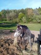 Op&eacute;ra des Escures 