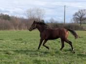 Beau poulain SF de 2 ans