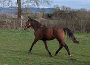 Beau poulain SF de 2 ans