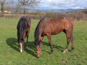 Beau poulain SF de 2 ans