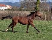 Beau poulain SF de 2 ans