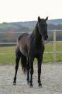Mare PRE Pure Spanish Bred For sale 2020 Black