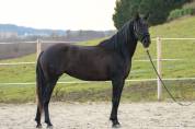 Mare PRE Pure Spanish Bred For sale 2020 Black