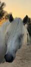 Camargue PP Entier 1m45 