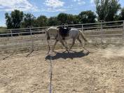 Camargue PP Entier 1m45 