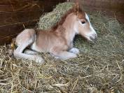 ? Jeunes Chevaux & Poneys de Sport  Direct &Eacute;leveur 