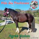 M&eacute;o des Pinchinats  Etalon Pottok livret A Pie noir