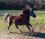 M&eacute;o des Pinchinats  Etalon Pottok livret A Pie noir