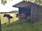 Abri de prairie classique monopente