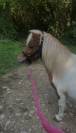Ponette Shetland PP