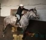 Jument 9ans 1m58 ConnemaraPart Bred