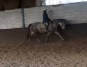 Jument 9ans 1m58 ConnemaraPart Bred