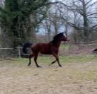 Jument 3ans 1m50 Connemara Part Bred