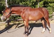 Poney Sport M&acirc;le 2024 Welsh Part Bred