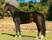 Poney Sport M&acirc;le 2024 Welsh Part Bred