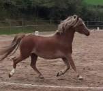 Poney Sport M&acirc;le 2024 Welsh Part Bred