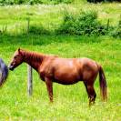 Brave Hongre Paint Horse