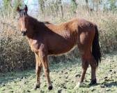 Jument 2 ans 
