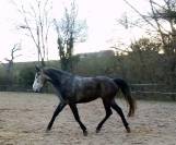 Jument 5ans pr&eacute; d&eacute;bourr&eacute;e 1m52