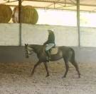 Jument 5ans 1m52