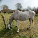 Hongre gris truit&eacute; PRE