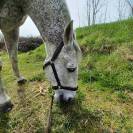 Hongre gris truit&eacute; PRE