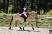 Hongre - Fjord - 4 ans - Polyvalent - France