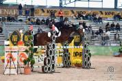 Pony Castrone  Francese Baio 10 anni Esperto