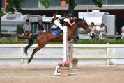 Pony Castrone  Francese Baio 10 anni Esperto