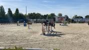 Pony Castrone  Francese Baio 10 anni Esperto