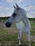 Hongre Pur-Sang Arabe gris &ndash; 18 ans &ndash; 1m49 - ext&eacute;rieur