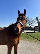 7 ans Safari d&rsquo;auge / Apache d&rsquo;Adriers 